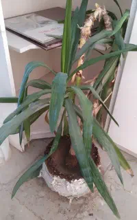 یوکا متوسط و یوکا بزرگ 30 ساله
