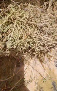 آویشن سرحدی