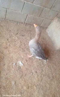 غاز ماده