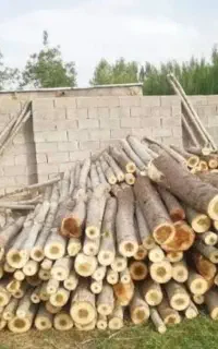 چوب صنوبر