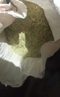 خار شتر