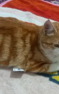 واگذاری گربه