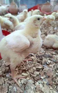 جوجه گوشتی راس ۳۰۸  یک هفته ای