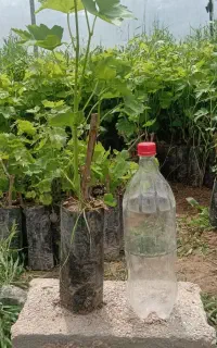 فروش نهال انگور