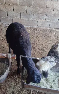 بره درجه یک