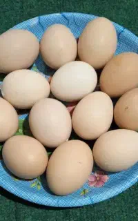 کالای‌دیجیتال