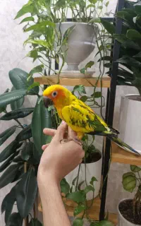 طوطی خورشیدی ماده نژاد خاص