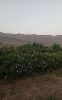 پراید
