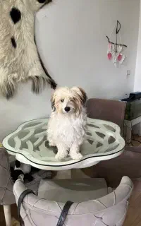 دنبال نژاد شیتزو نر میگردم واسه جفت زدن