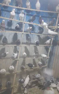 حراج کبوتربار جدید کبوتر تهران ۱۵۰ عدد