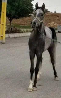 کشش اسب عرب مصری