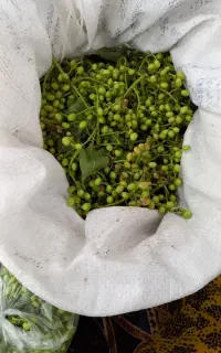 گونوشک سبز تازه