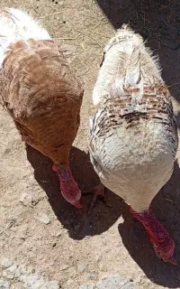فروش بوقلمون نر و ماده و خروس محلی