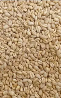 گندم بذر