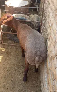 قوچ همو