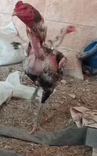مرغ خروس لاری عتیقه