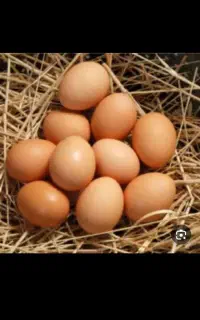 تخم مرغ محلی ونتفه دار