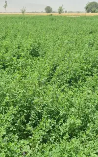 تخم یونجه قره یونجه