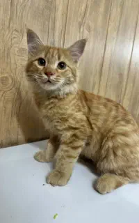 واگذاری گربه موبلند نارنجی