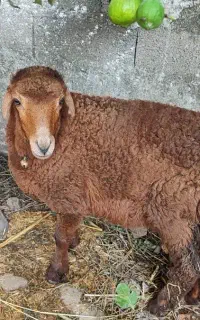 بره کُردی  گوسفند