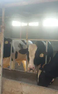 فروش گوساله نر