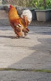 خروس برهما رد