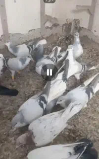 کبوتر پرشی
