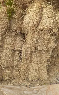 سرچینا برای غذای گاو