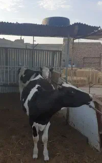 جوونه نر با تلیسه سیمنتال