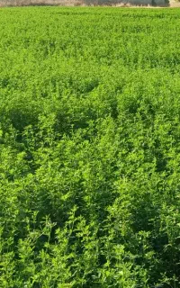 یونجه خرمنکوب  غرقابی بدون یک گرم خاک و علف