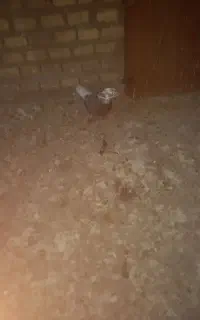 کبوتر گمشده