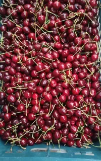 گیلاس سیاه