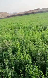 گچساران دژسلیمان
