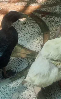 اردک