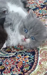 گربه پرشین