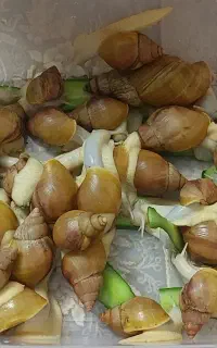 حلزون آلبینو