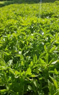 نهال گوجه