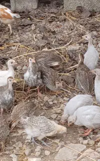جوجه روسی و خروس لاری