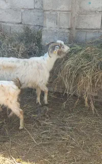 دوعددبزوسه تابزغاله