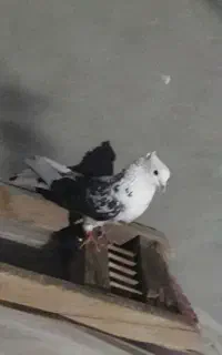 کفتر