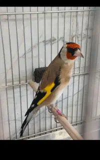 سهره یک وجب دهن باغی قدیم