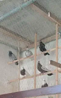 انبار کفتر