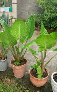 گل بابا ادم