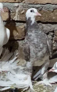 کبوتر زینتی