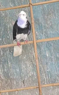 کبوتر نر از ساوه آوردم
