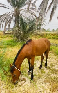 اسب