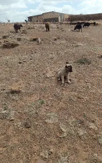 میش بره