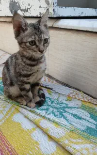 بچه گربه