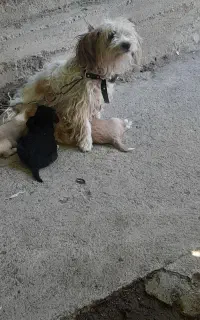 سگ پاکوتاه