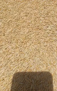 جو دیم درجه یک کیسه گرفته
